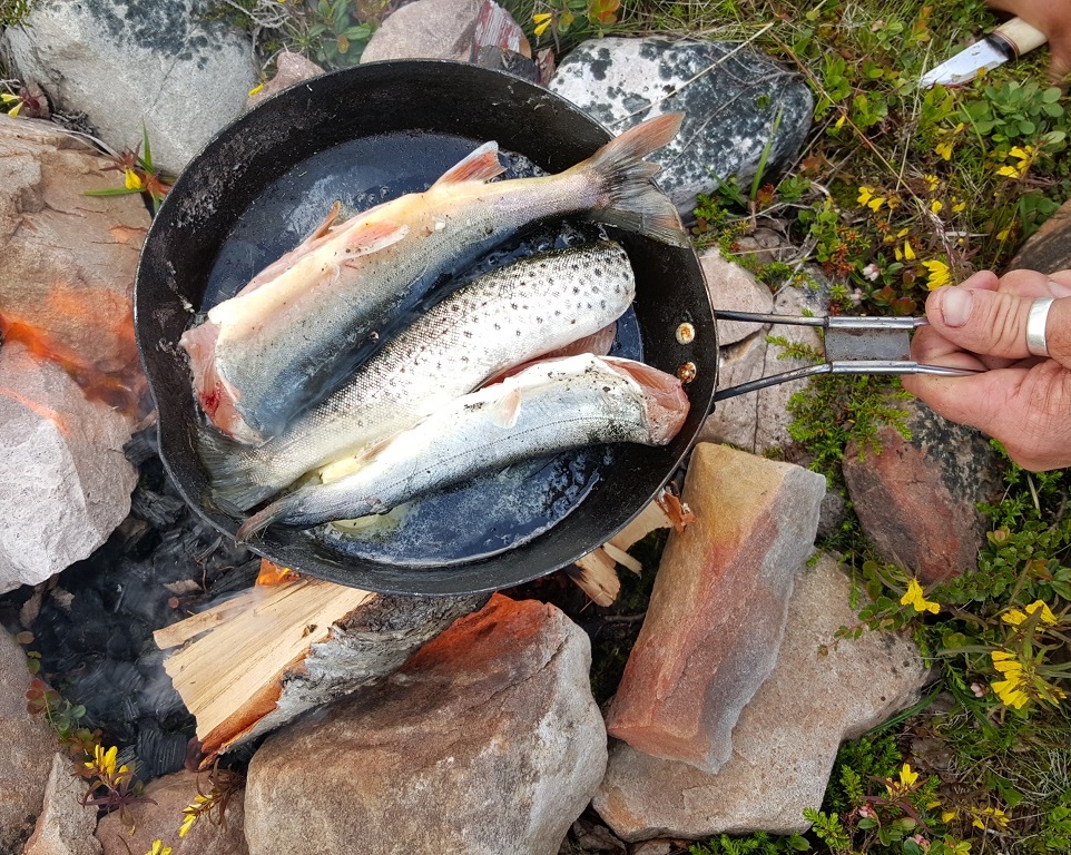 Stekt nyfångad öring över öppen eld