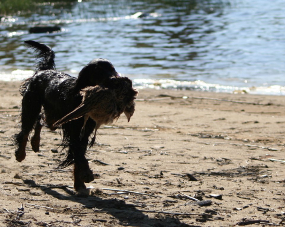Individuell hund-coaching i sommar Image