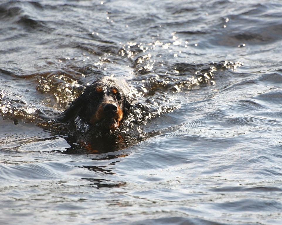 pensionat / sommarkolla