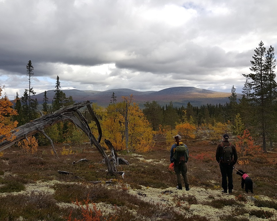 Träning på våra fjällmarker hösttid