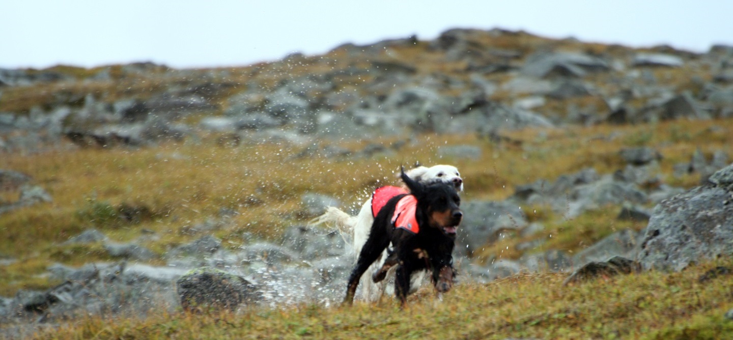 Träning inför jakt & prov