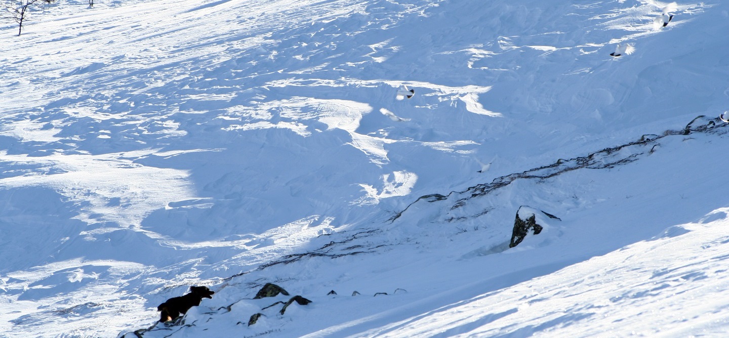 Vårträning på ripa