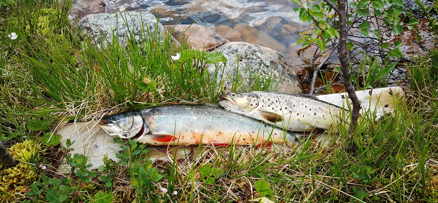Fish char & salomon trout