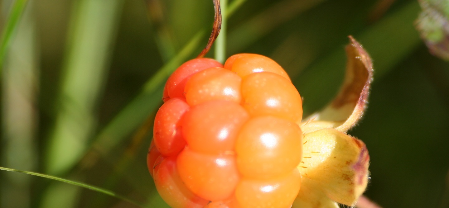Picking berries