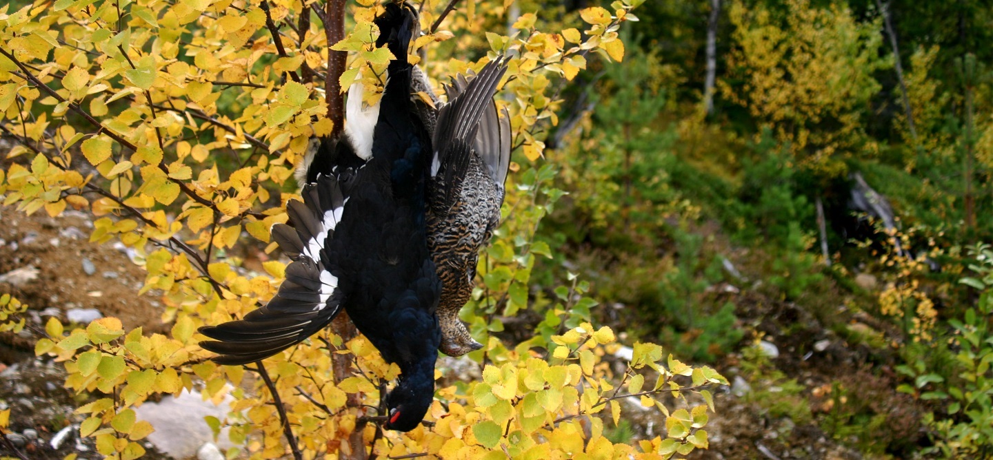 Hunt for black grouse