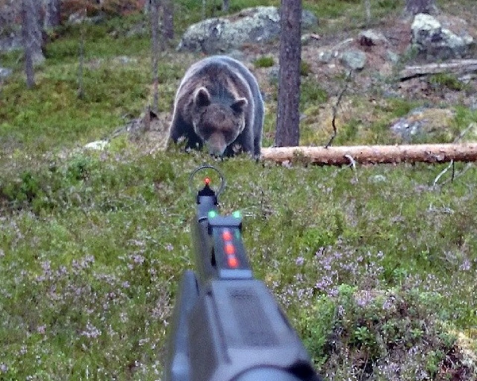 Björnjakt