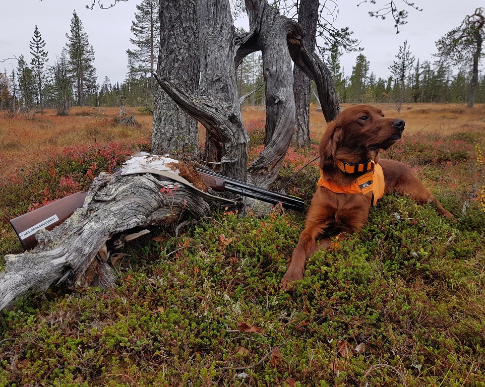 Fågeljakt med stående fågelhund